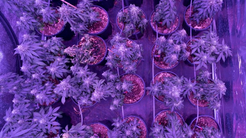Prague’s historic New Town is not only a cultural hub; it’s also becoming a vibrant center for urban agriculture and the growing hemp industry