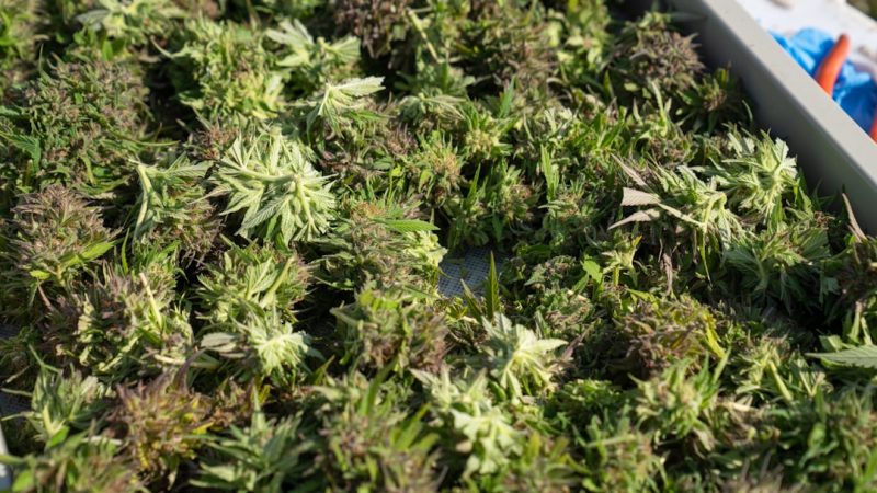 Welcome to Prague’s Premier Destination for High‑Quality Cannabis, Weed, and Marijuana
