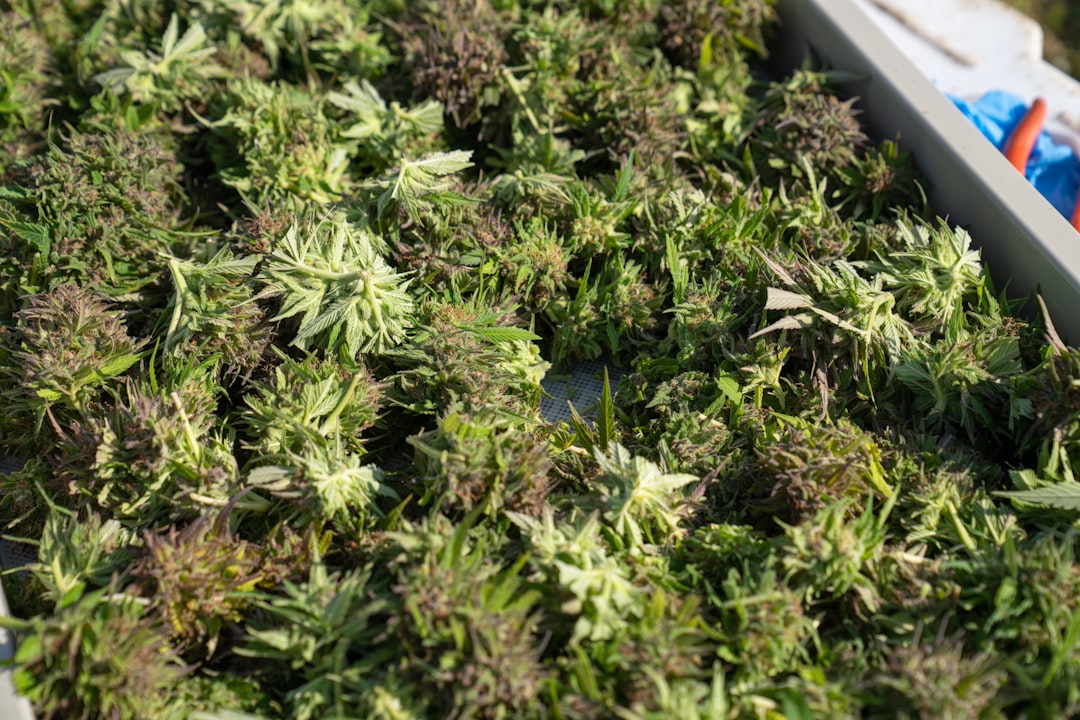 Welcome to Prague’s Premier Destination for High‑Quality Cannabis, Weed, and Marijuana