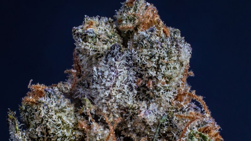 Welcome to the easiest way to get high‑quality THC joints right to your doorstep in Prague