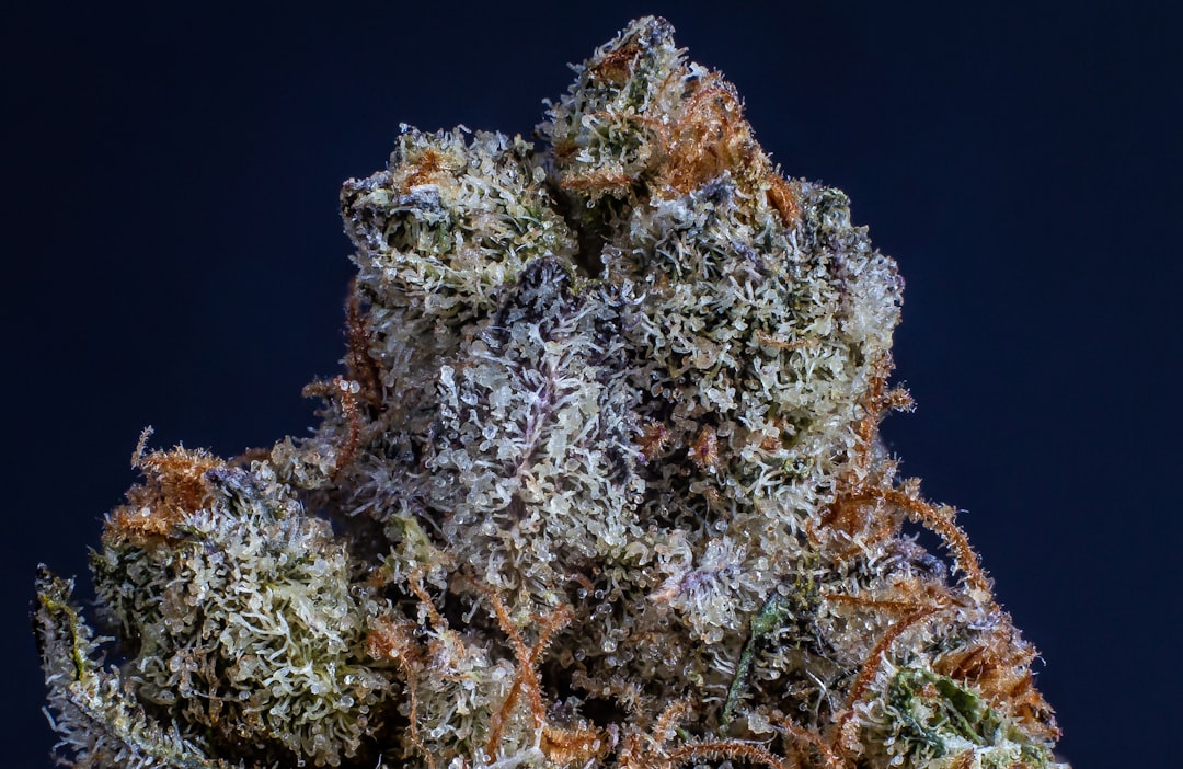 Welcome to the easiest way to get high‑quality THC joints right to your doorstep in Prague