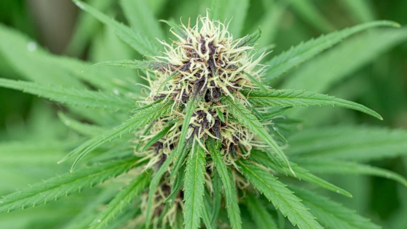 Prague Cannabis Delivery