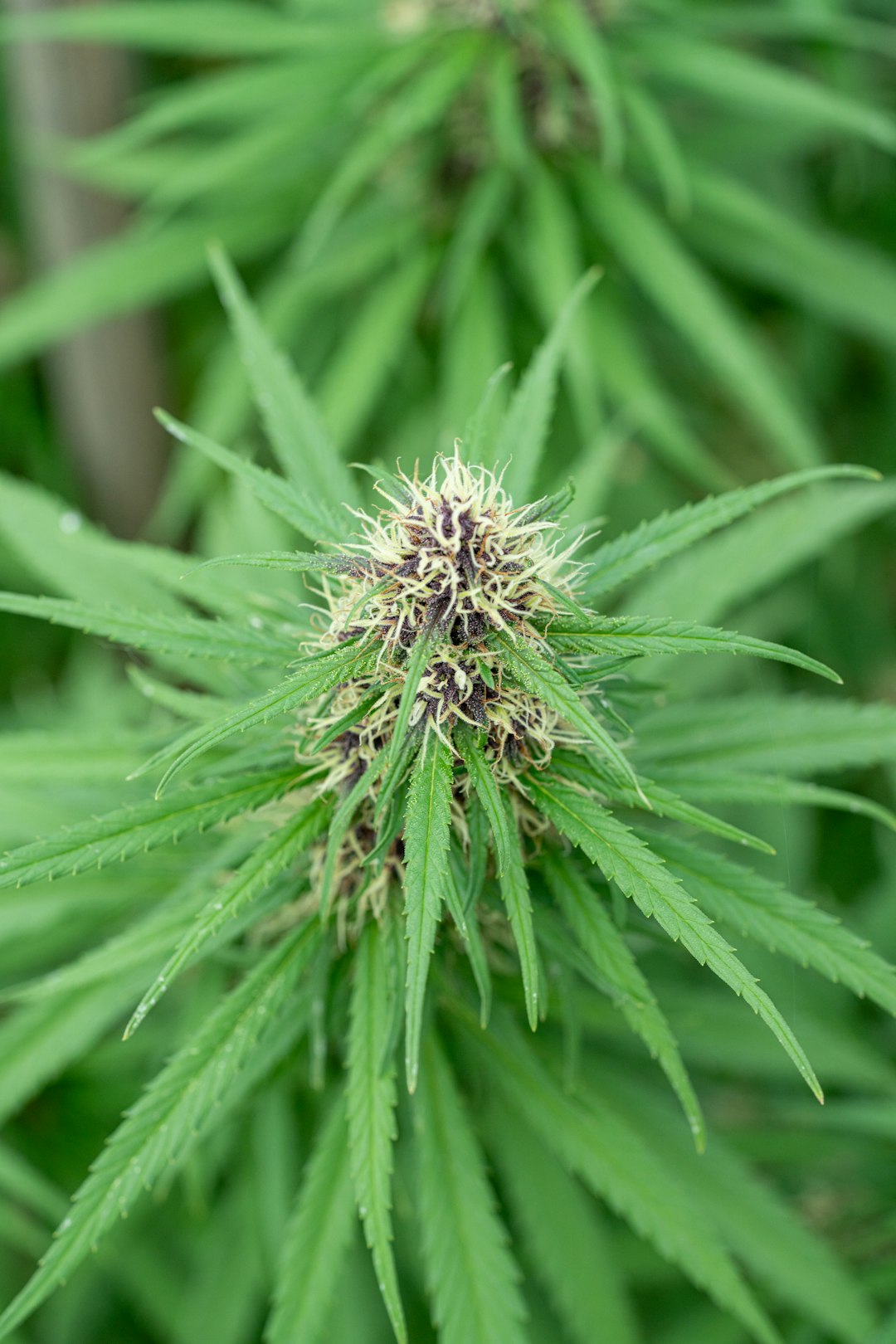 Prague Cannabis Delivery