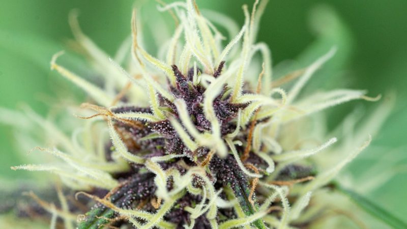 Welcome to Prague’s premier THC joint boutique – your one‑stop online shop for premium cannabis, marijuana, hemp, and weed