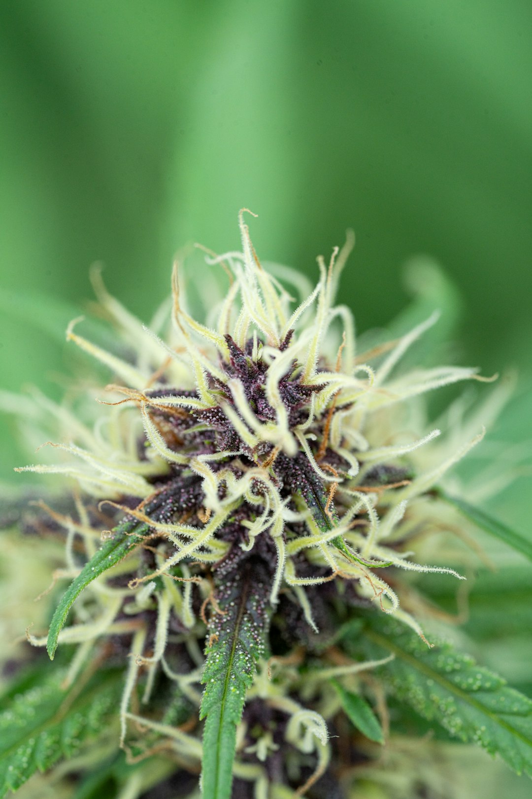 Welcome to Prague’s premier THC joint boutique – your one‑stop online shop for premium cannabis, marijuana, hemp, and weed