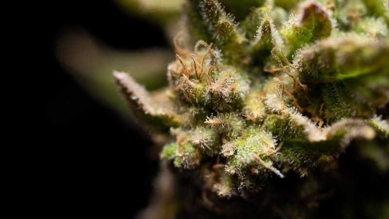 Prague’s Growing Cannabis Culture: The THC‑Infused Chocolate Shop