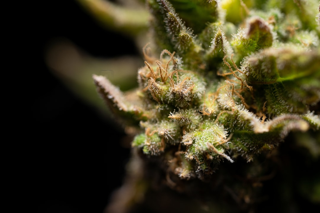 Prague’s Growing Cannabis Culture: The THC‑Infused Chocolate Shop