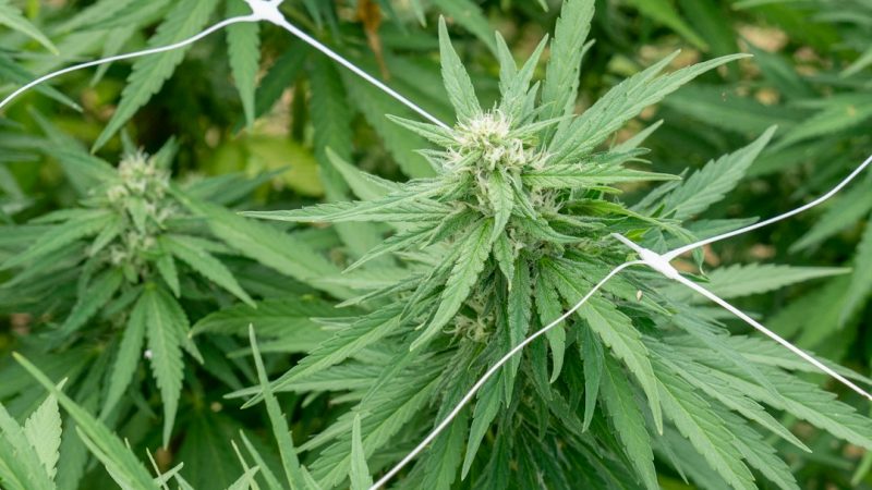 Prague THC Chocolate Guide 2024