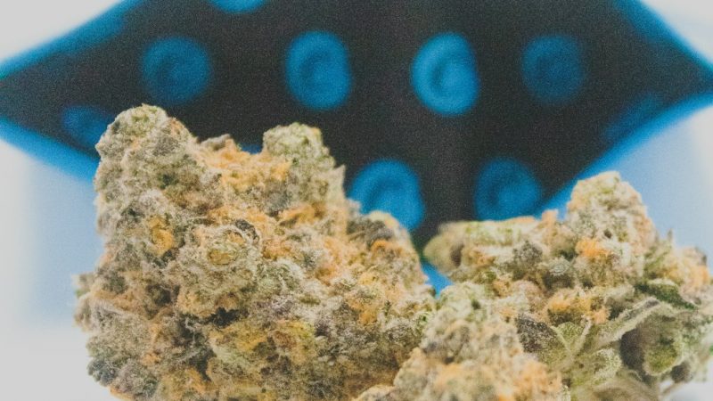 Prague Weed Delivery: Fast, Discreet, and Legal