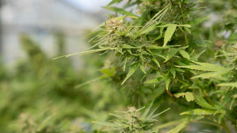 Welcome to the premier online destination for cannabis, weed, and hemp enthusiasts in Prague