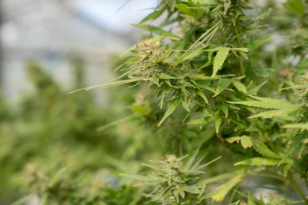 Welcome to the premier online destination for cannabis, weed, and hemp enthusiasts in Prague