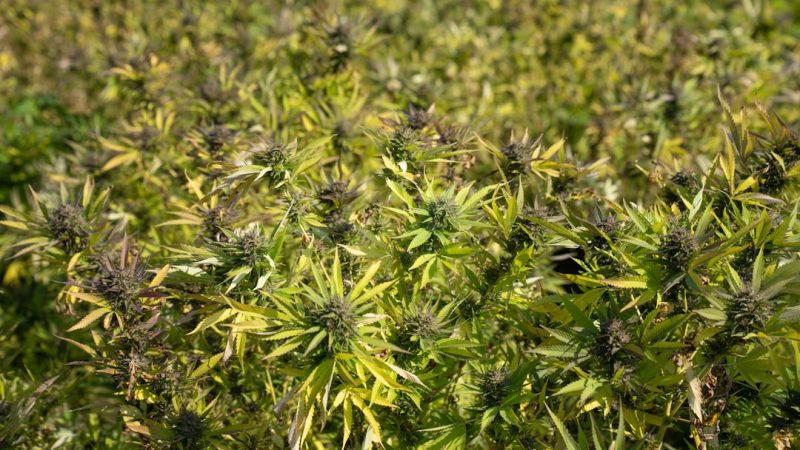 Prague cannabis shop