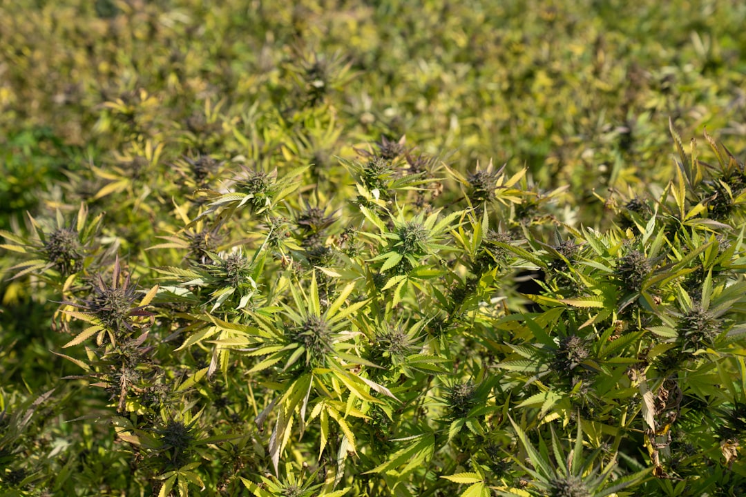 Prague cannabis shop