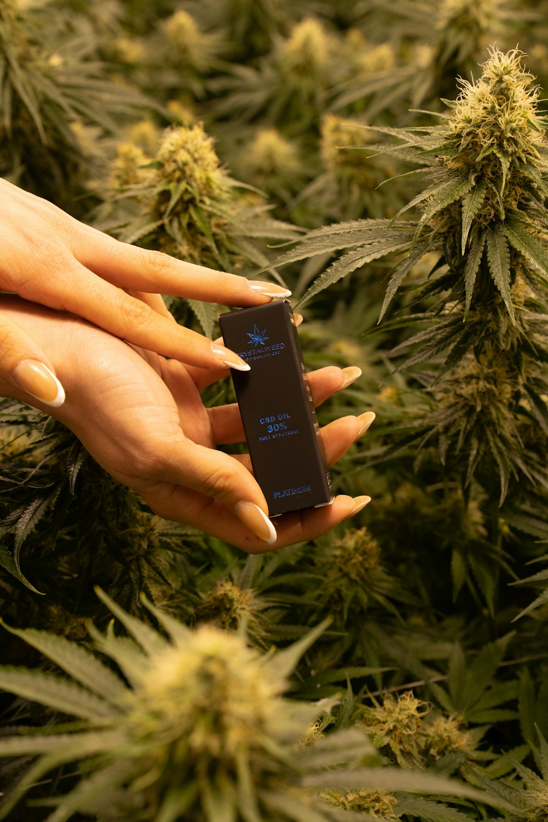 Czech Cannabis Delivery Prague