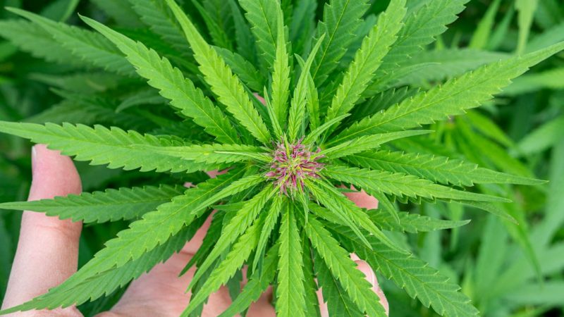 Welcome to the premier destination for premium cannabis, marijuana, hemp, and THC products in Prague