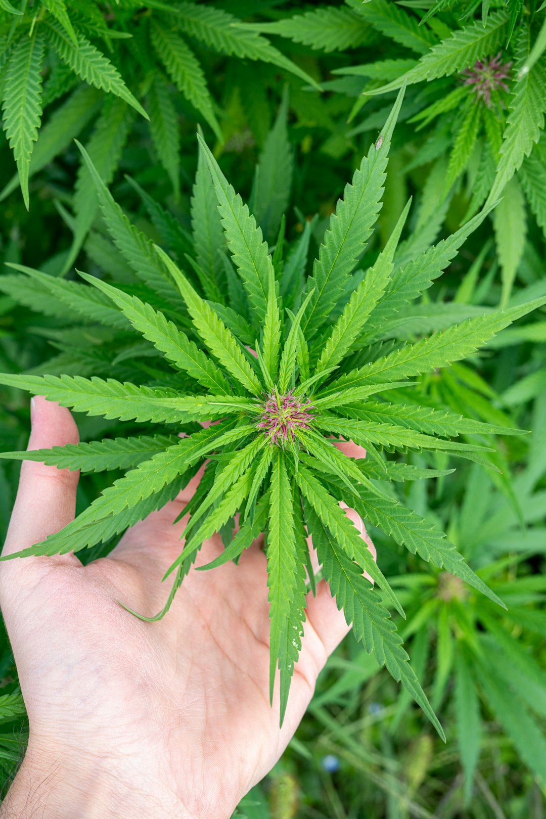 Welcome to the premier destination for premium cannabis, marijuana, hemp, and THC products in Prague