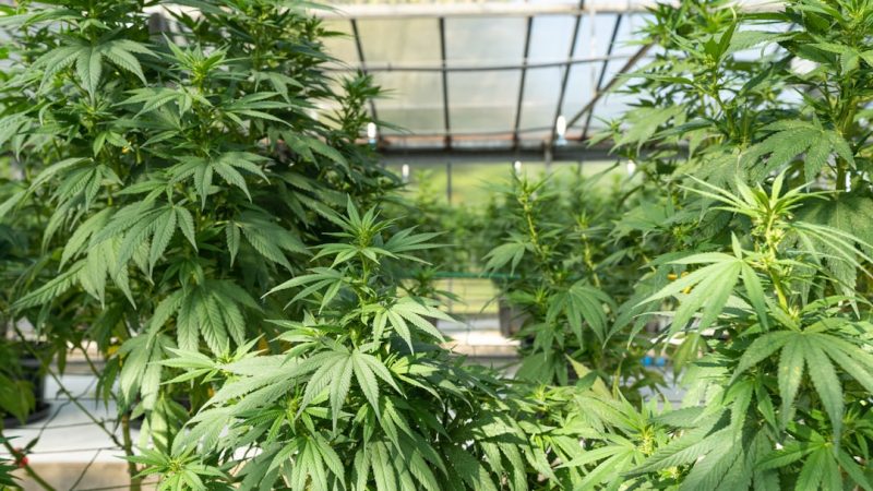 Planning a trip to the Czech capital and curious about the local cannabis scene? Whether you’re a seasoned traveler or a first‑time visitor, our online cannabis shop Prague makes it easy and hassle‑free to explore the city’s vibrant Prague cannabis market.