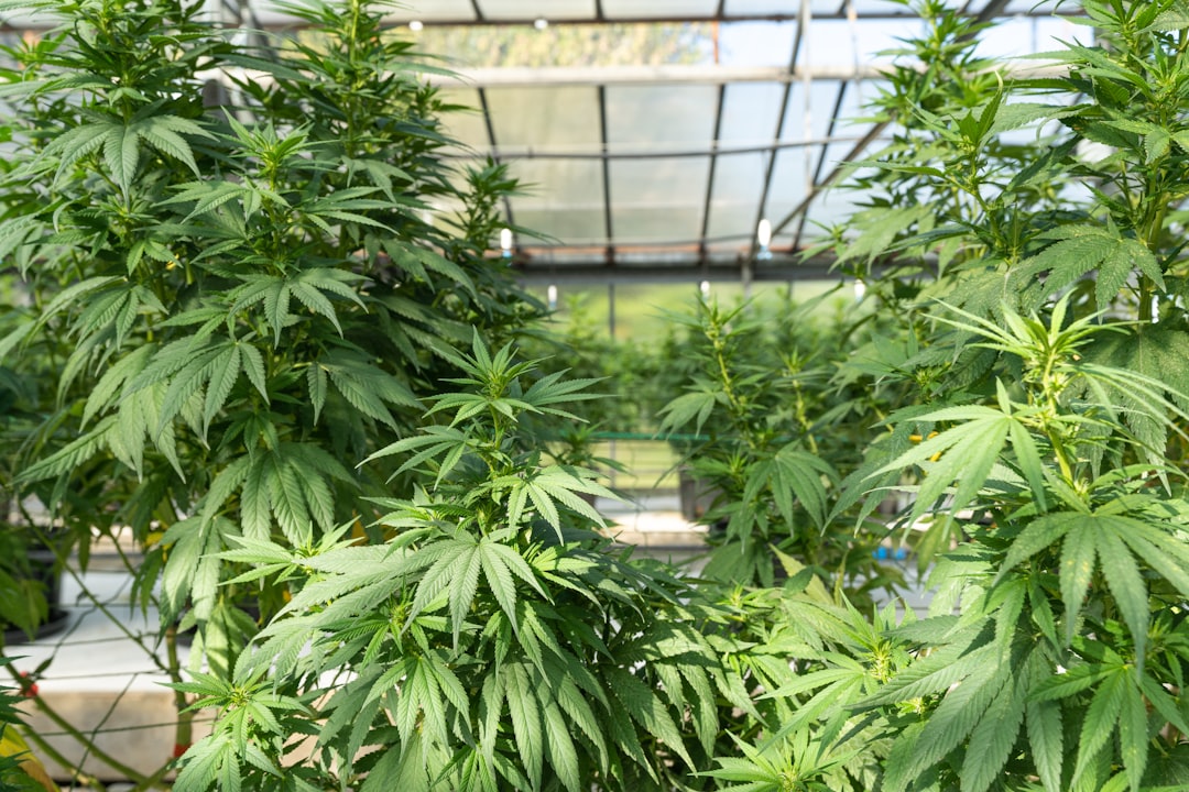 Planning a trip to the Czech capital and curious about the local cannabis scene? Whether you’re a seasoned traveler or a first‑time visitor, our online cannabis shop Prague makes it easy and hassle‑free to explore the city’s vibrant Prague cannabis market.