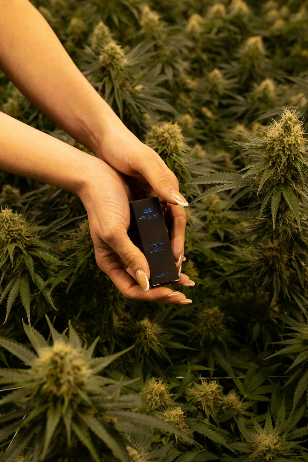 Prague has become a vibrant hub for cannabis enthusiasts