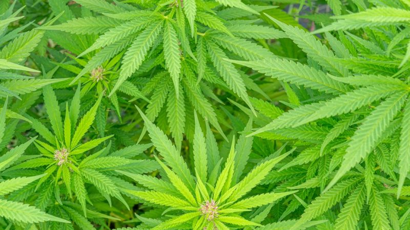 THC Joint Express Courier: Reliable Cannabis Delivery in Prague