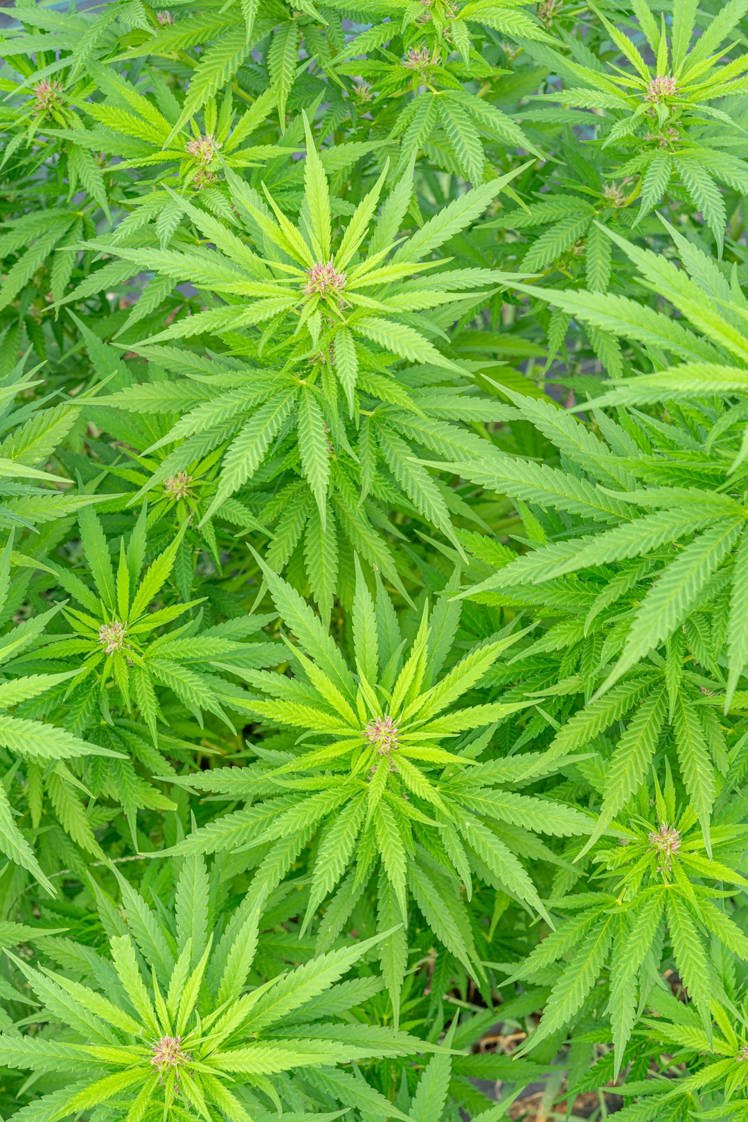 THC Joint Express Courier: Reliable Cannabis Delivery in Prague