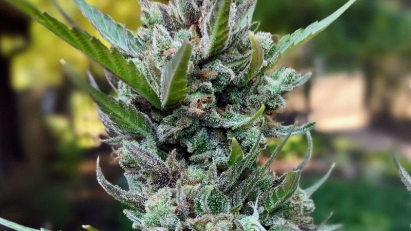 Finding a reliable, legal source for THC joints in Prague