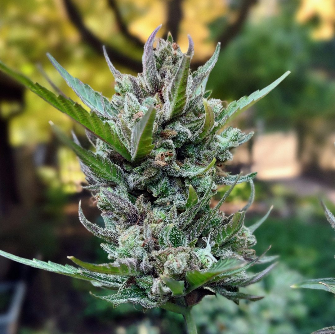 Finding a reliable, legal source for THC joints in Prague