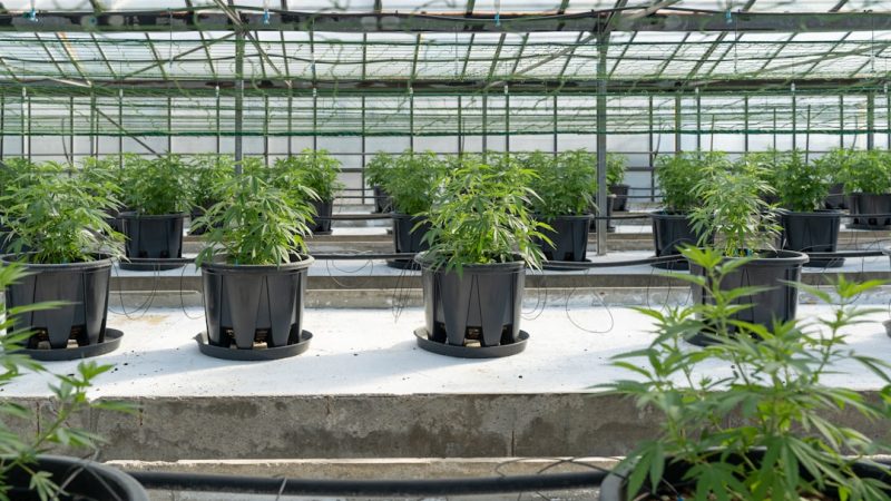 Prague Hemp Market: Prices, Trends, and How to Get the Best Deals