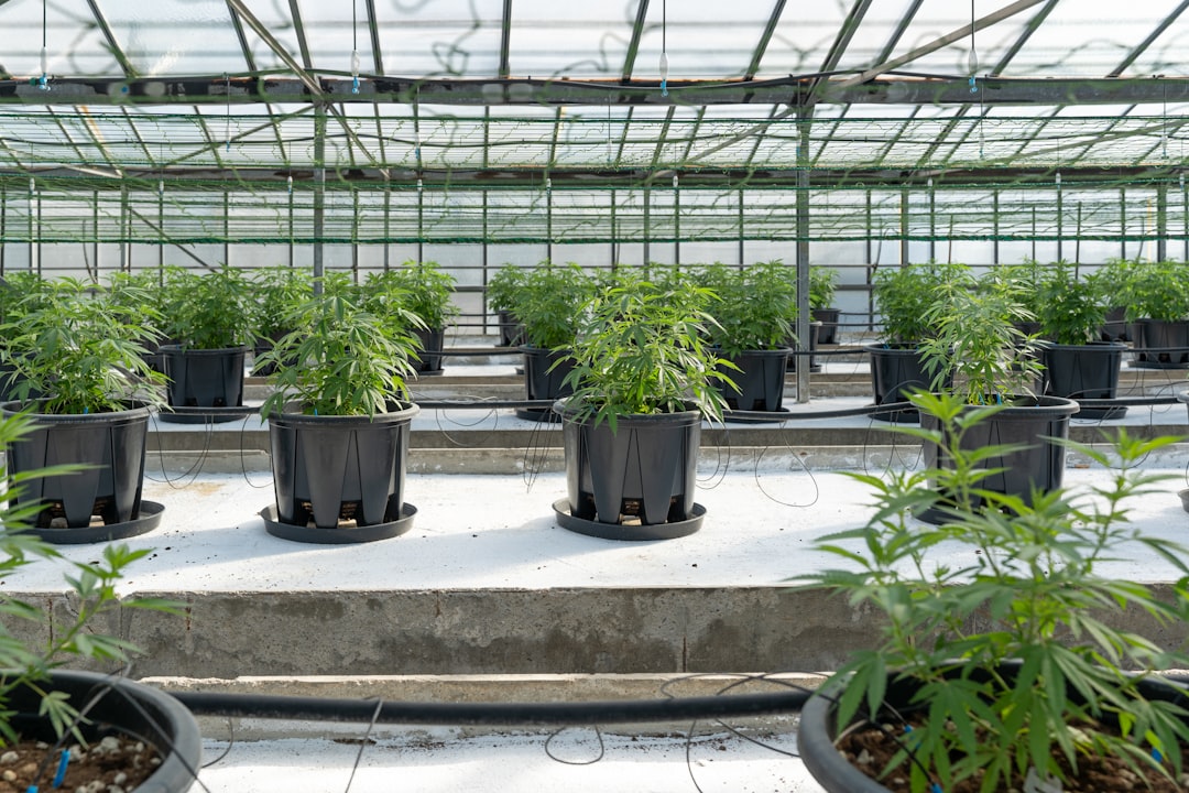 Prague Hemp Market: Prices, Trends, and How to Get the Best Deals