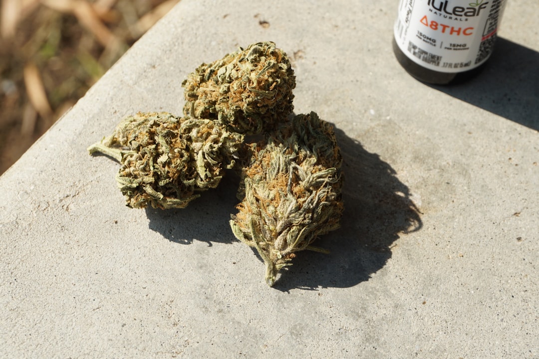 Premium Cannabis in Prague: THC, CBD, and Edibles