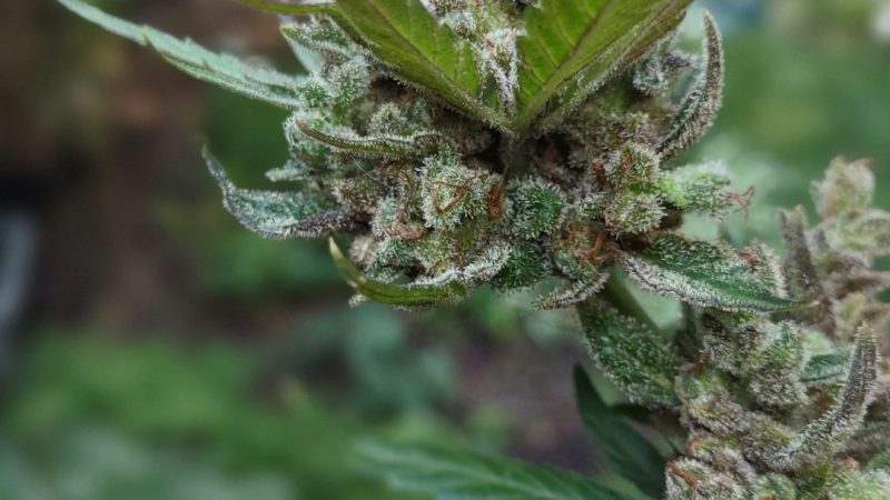 Fast Discreet THC Joint Delivery in Prague