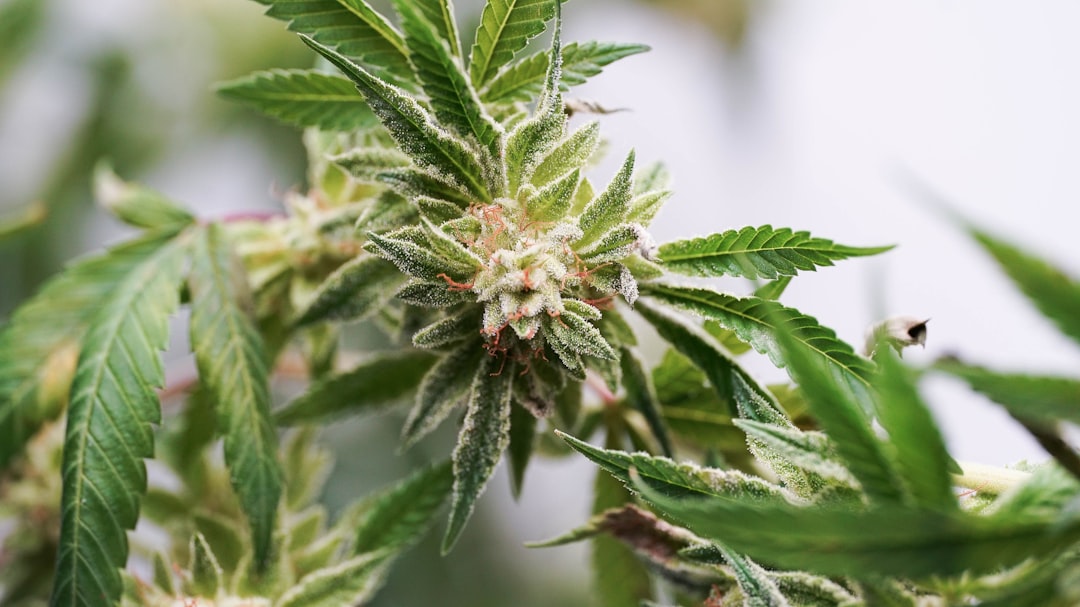 Prague THC Joint Collection: Premium Cannabis Products