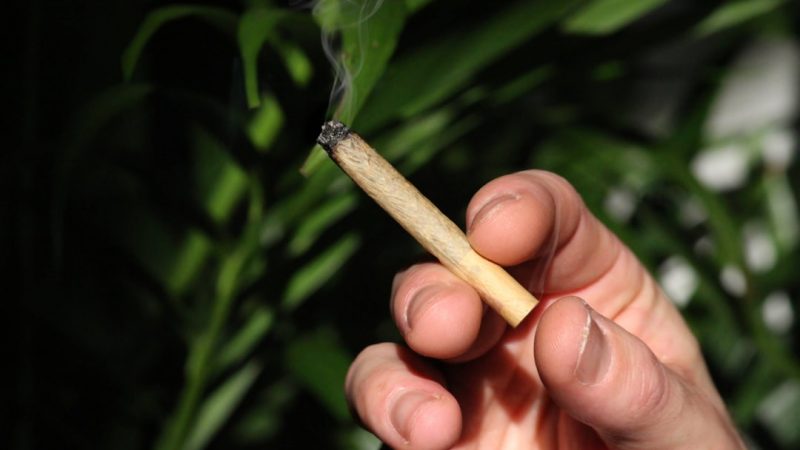 Prague Cannabis Shop Your Guide to High Quality Cannabis in Europe