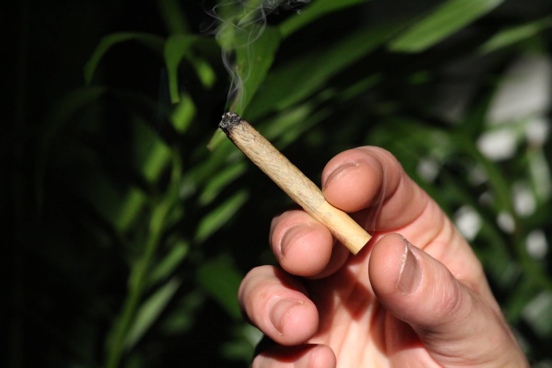 Prague Cannabis Shop Your Guide to High Quality Cannabis in Europe