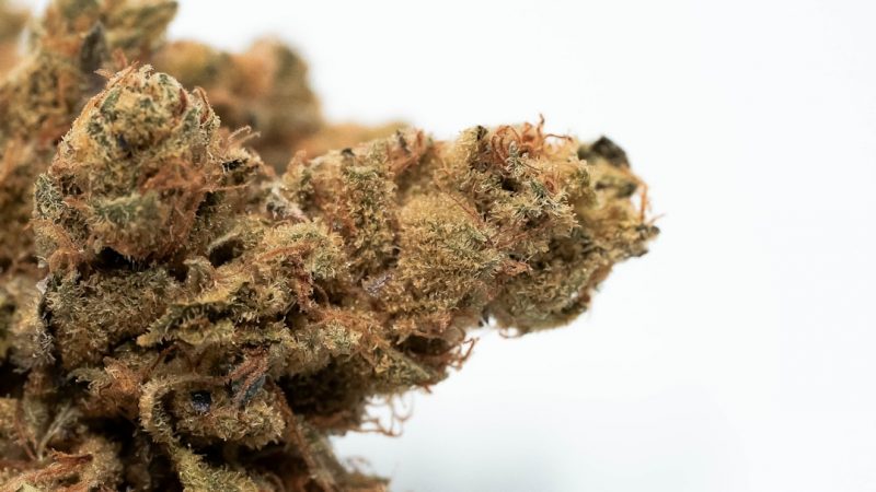Premium Marijuana and CBD Products Online in Prague – Fast Shipping and Discreet Delivery