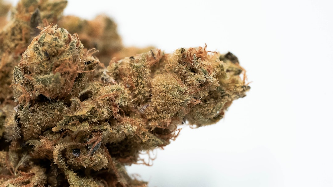 Premium Marijuana and CBD Products Online in Prague – Fast Shipping and Discreet Delivery