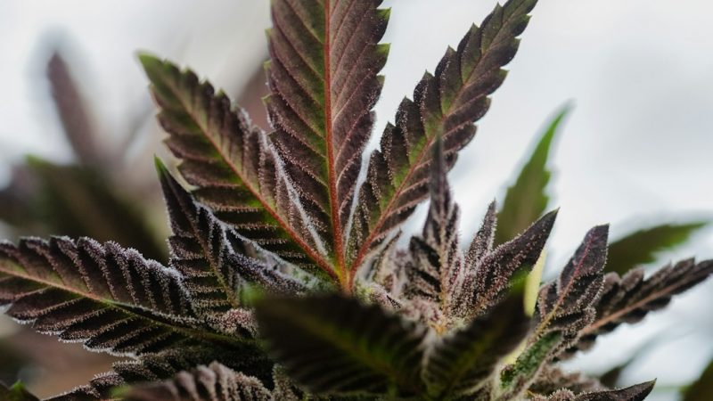Looking for the best THC vape products in the heart of Europe?