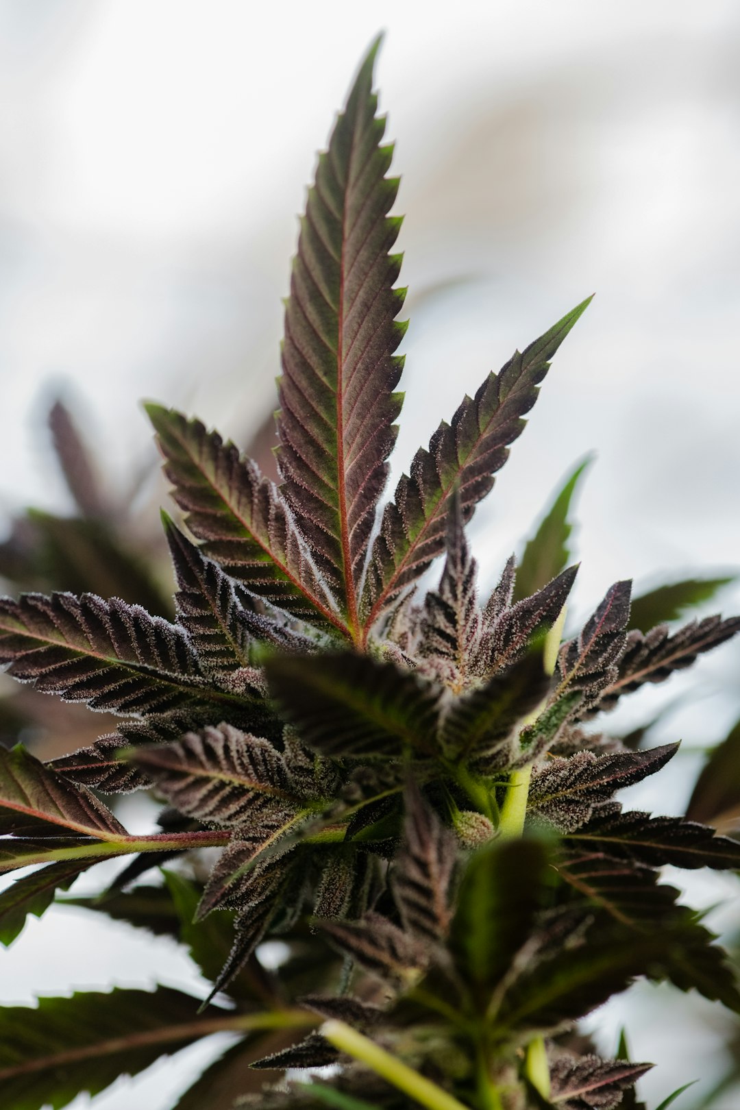 Looking for the best THC vape products in the heart of Europe?