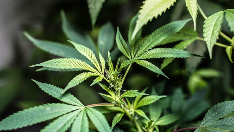 Welcome to the premier destination for THC vape and cannabis vape enthusiasts in Prague