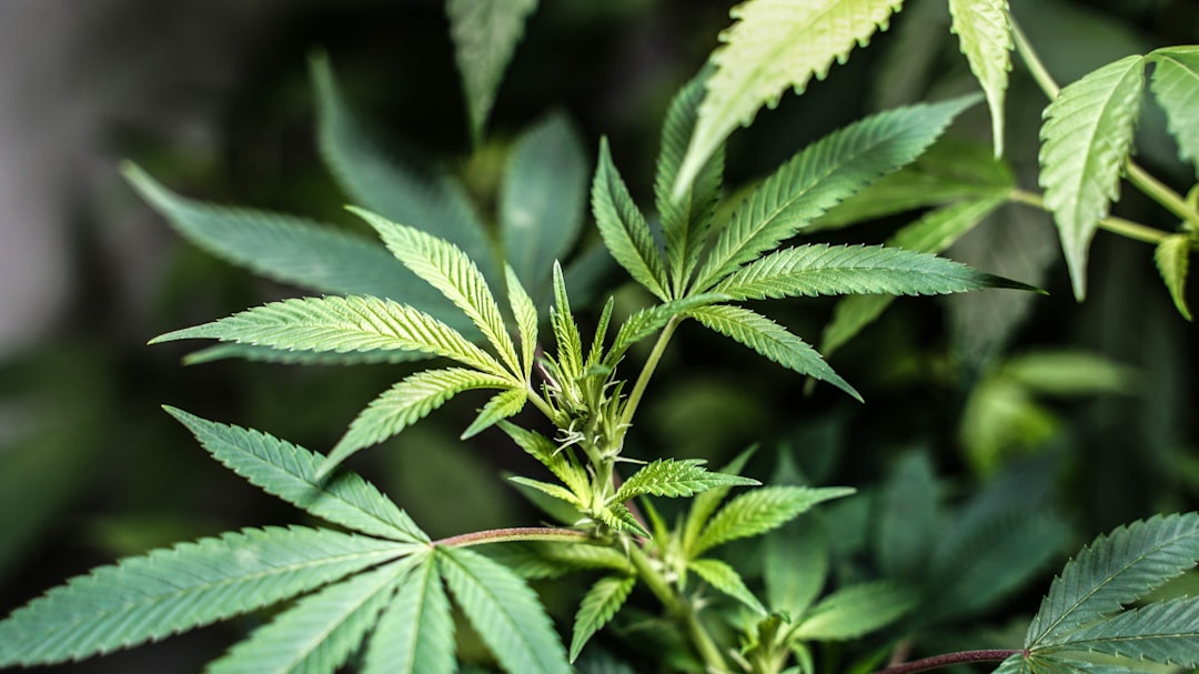 Welcome to the premier destination for THC vape and cannabis vape enthusiasts in Prague