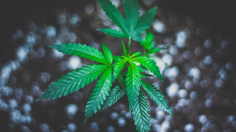 Prague Cannabis Dispensary: Your Guide to Legal THC Joints and Cannabis Culture