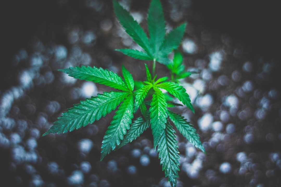 Prague Cannabis Dispensary: Your Guide to Legal THC Joints and Cannabis Culture