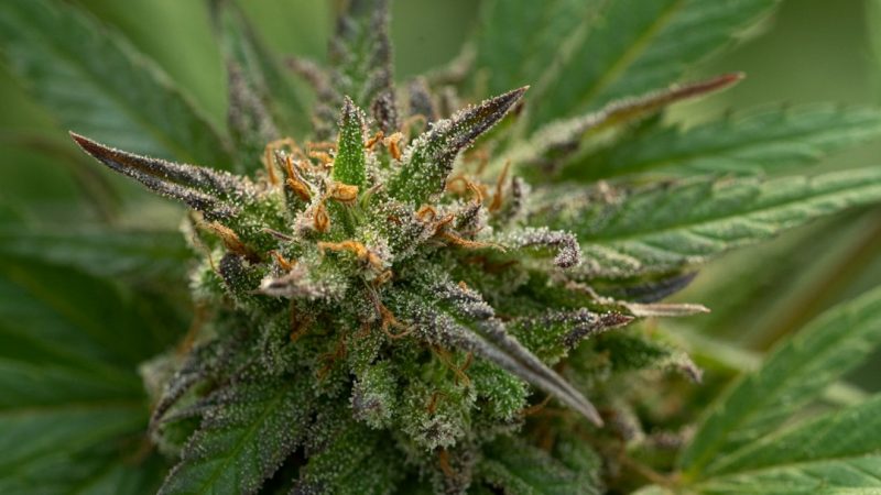 Cannabis Online Shop Prague: Same Day Delivery of THC Joints and Hemp Products