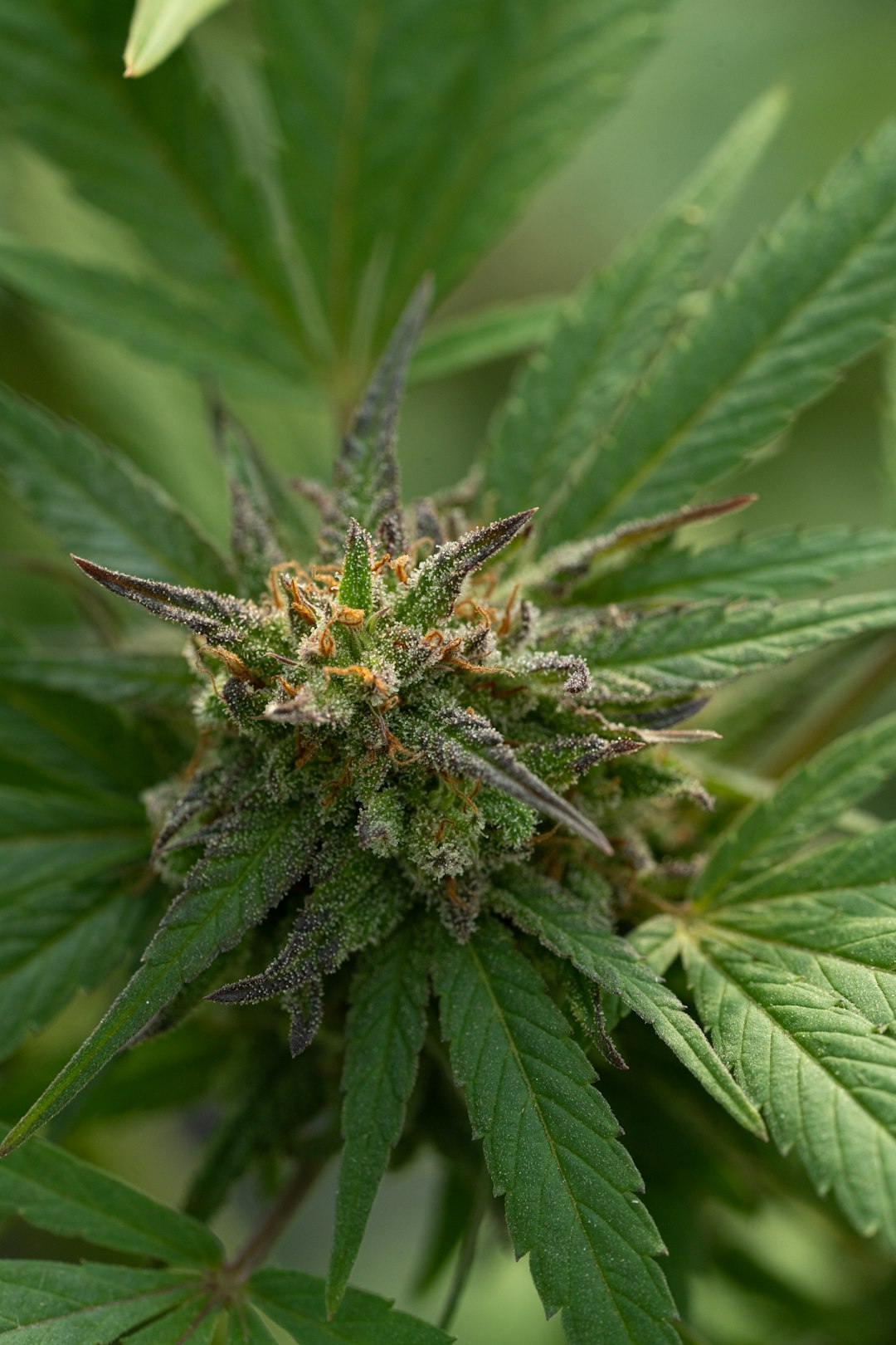Cannabis Online Shop Prague: Same Day Delivery of THC Joints and Hemp Products