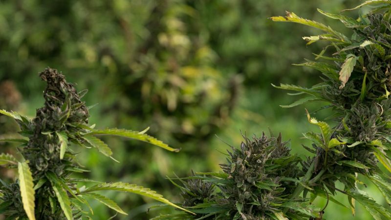 Prague Dispensary