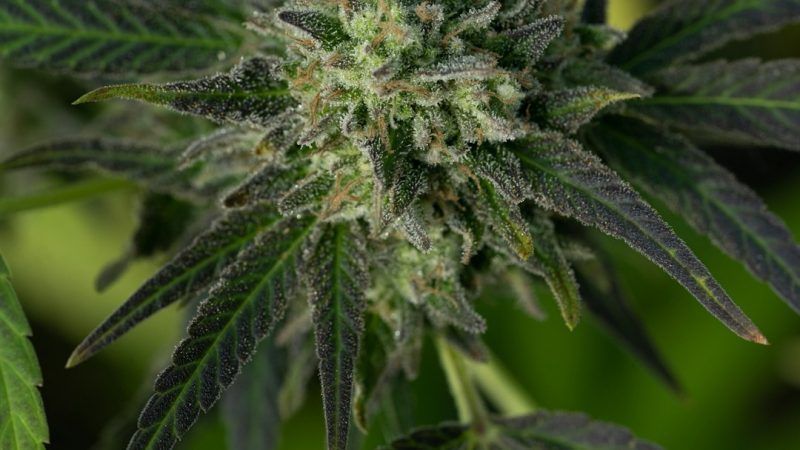 Welcome to the premier destination for THC joints and all things cannabis in Prague