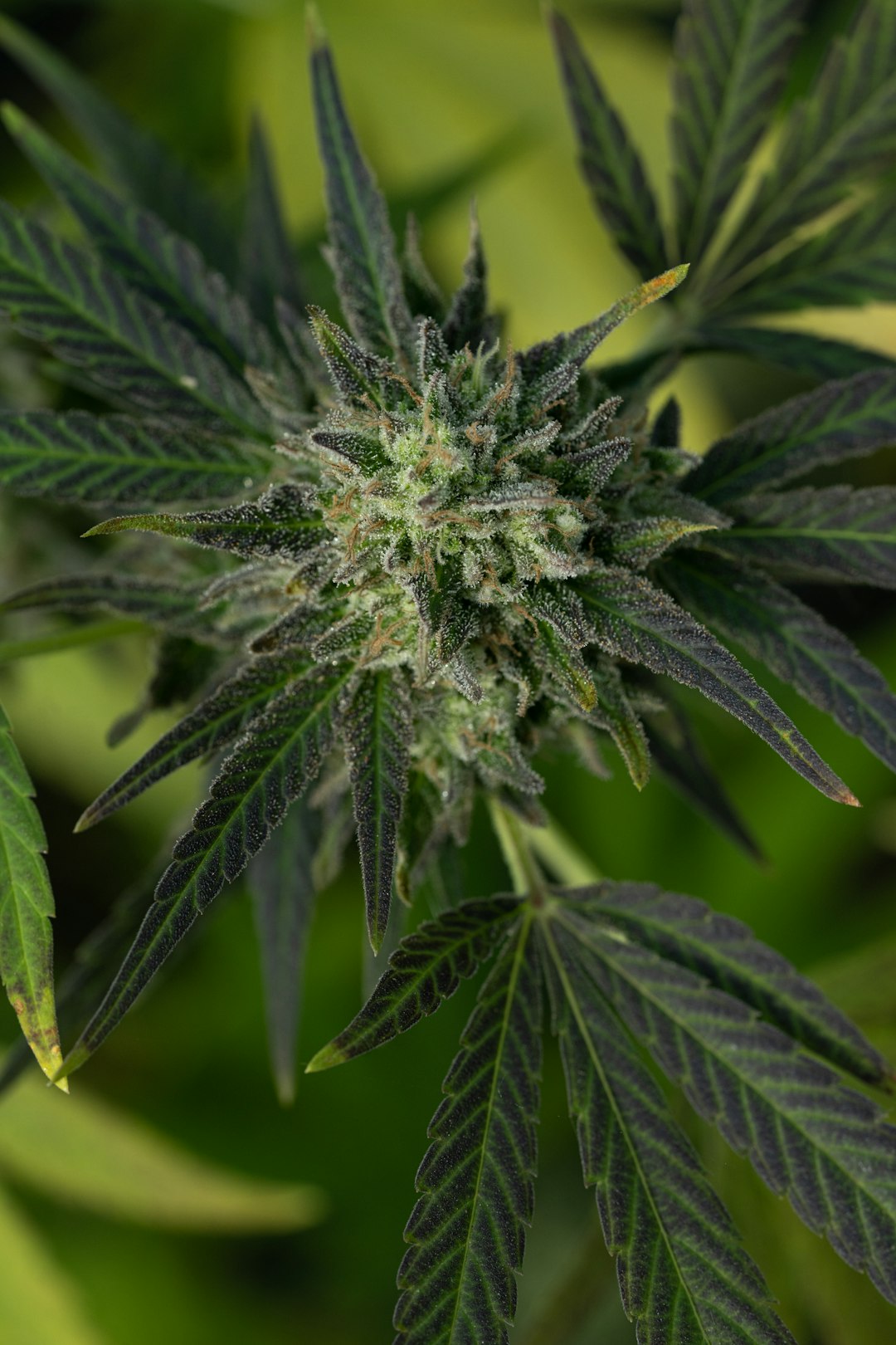 Welcome to the premier destination for THC joints and all things cannabis in Prague