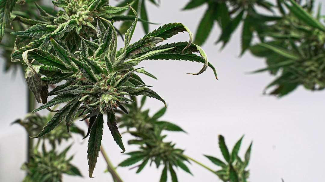 Best THC Vape Deals in Prague