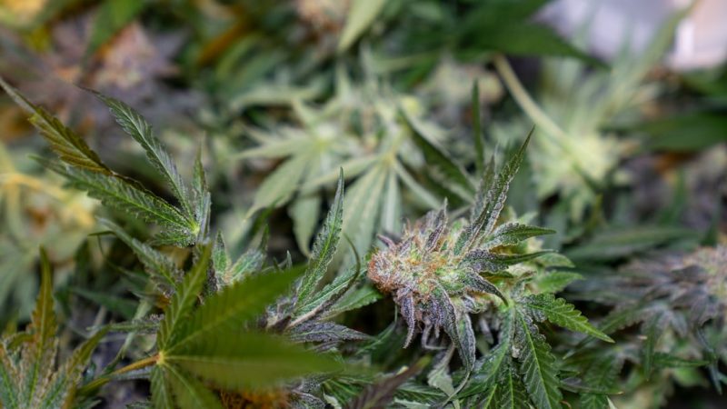 Prague Cannabis Shop Trusted Local Weed Store