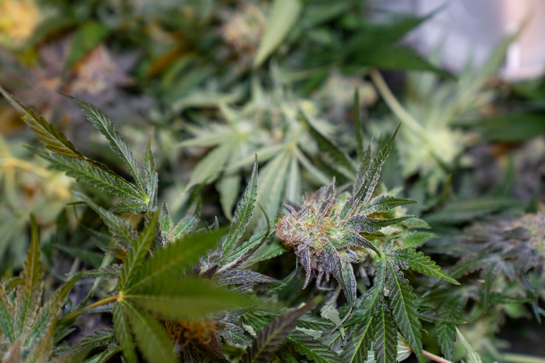 Prague Cannabis Shop Trusted Local Weed Store
